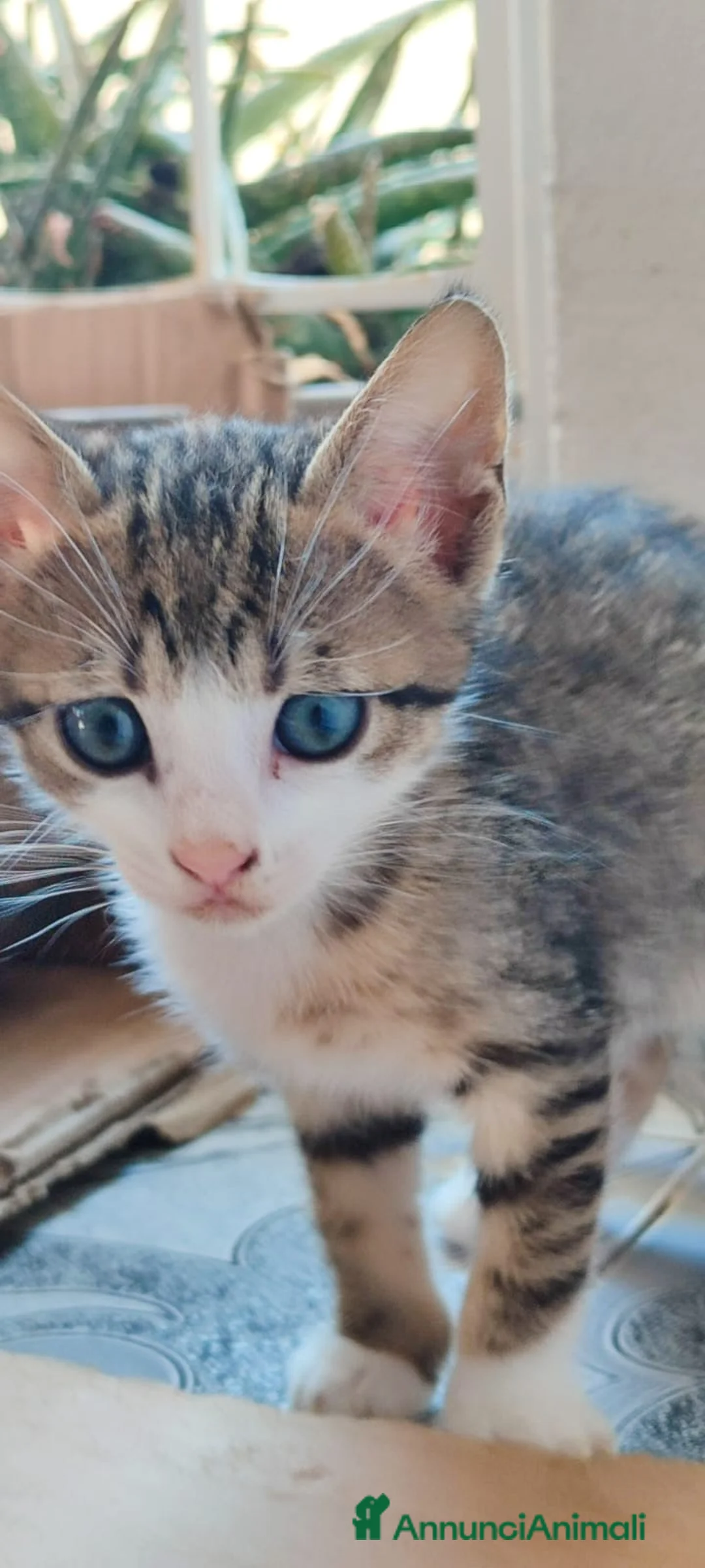 Europeo gatti in regalo: Milù bellissima micina con gli occhi blu - Annuncio 3