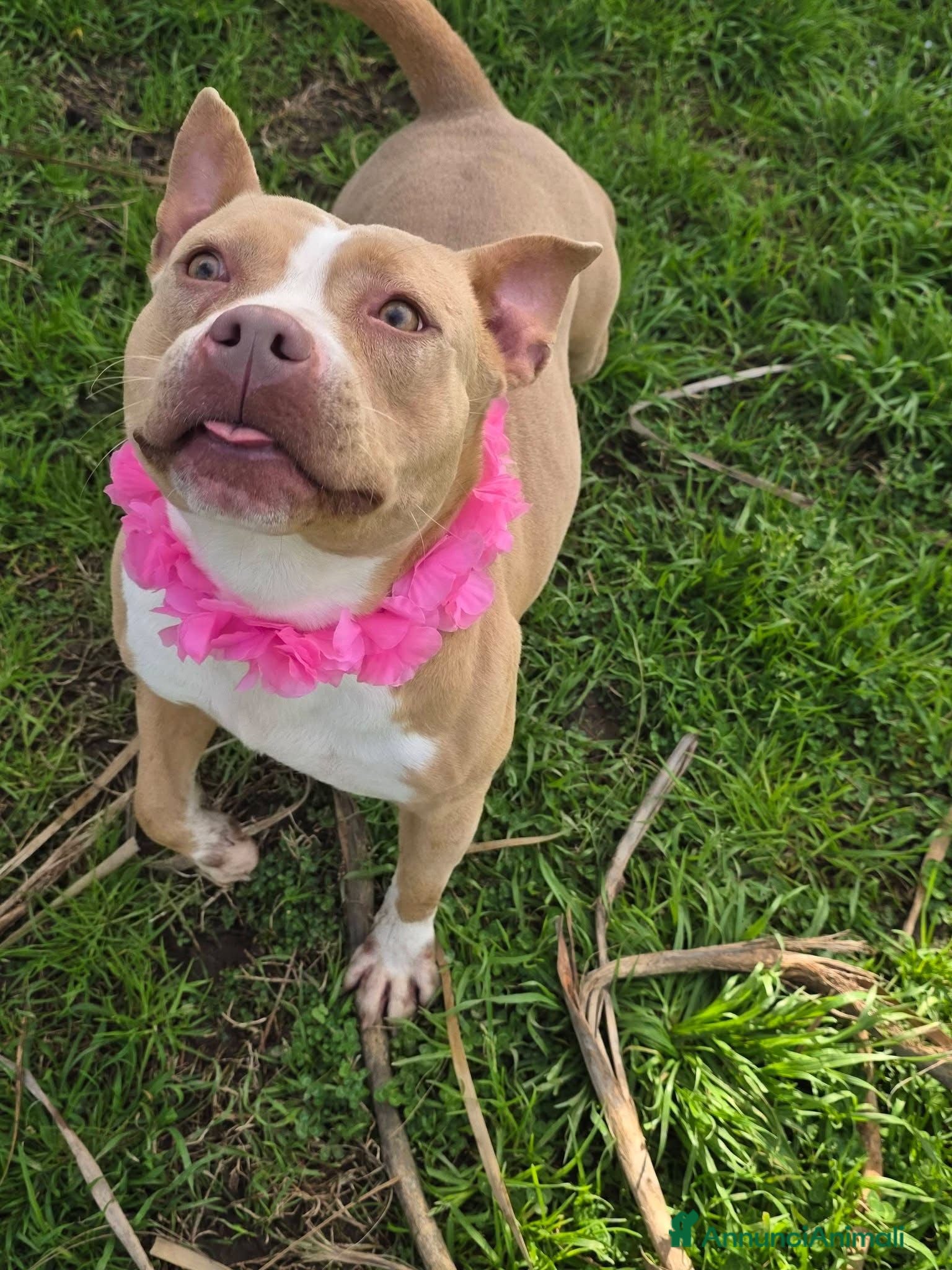 American Bully cani American Bully (LORNA) - Annuncio 8