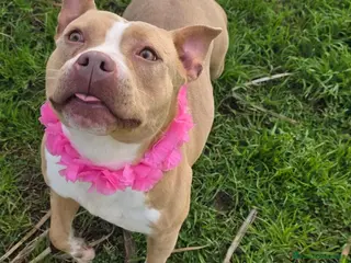 American Bully cani American Bully (LORNA) - Annuncio 8