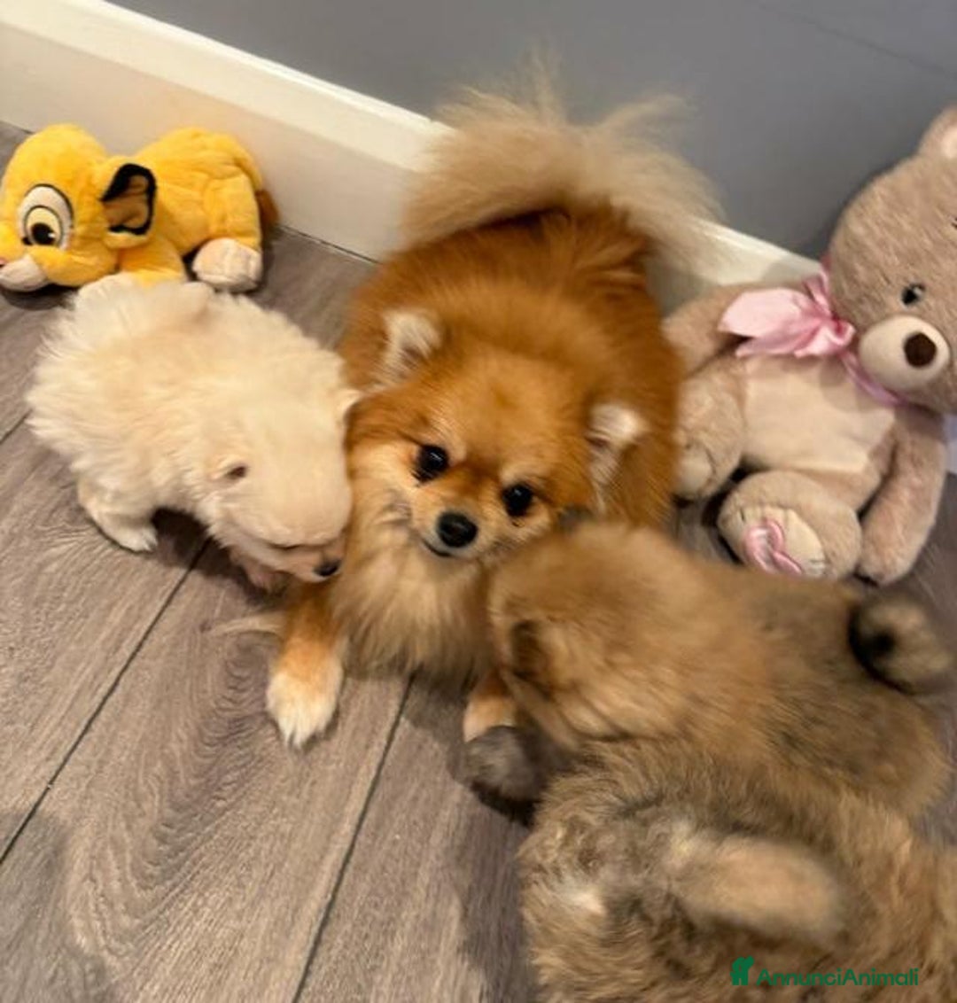 Volpino Pomerania cani in vendita: Bellissimi cuccioli di Pomerania di razza pura  - Annuncio 21