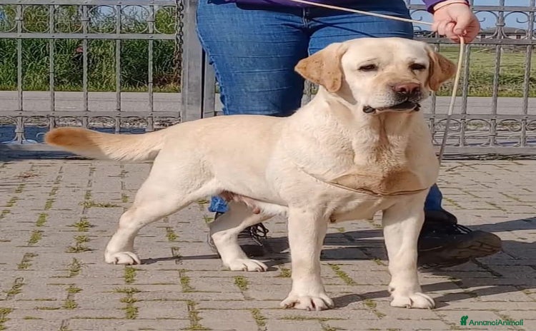 Labrador cani a Provincia di Vicenza - Annuncio 3