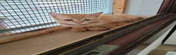 Meticcio gatti in regalo: Gattina Rossa (Ginger) per donazione gratuita - Annuncio 4