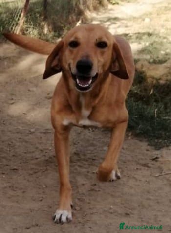 Meticcio cani LUCIANO bel timidino rimasto solo - Annuncio 4