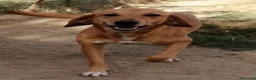 Meticcio cani in regalo: LUCIANO bel timidino rimasto solo a Provincia di Macerata - Annuncio 1