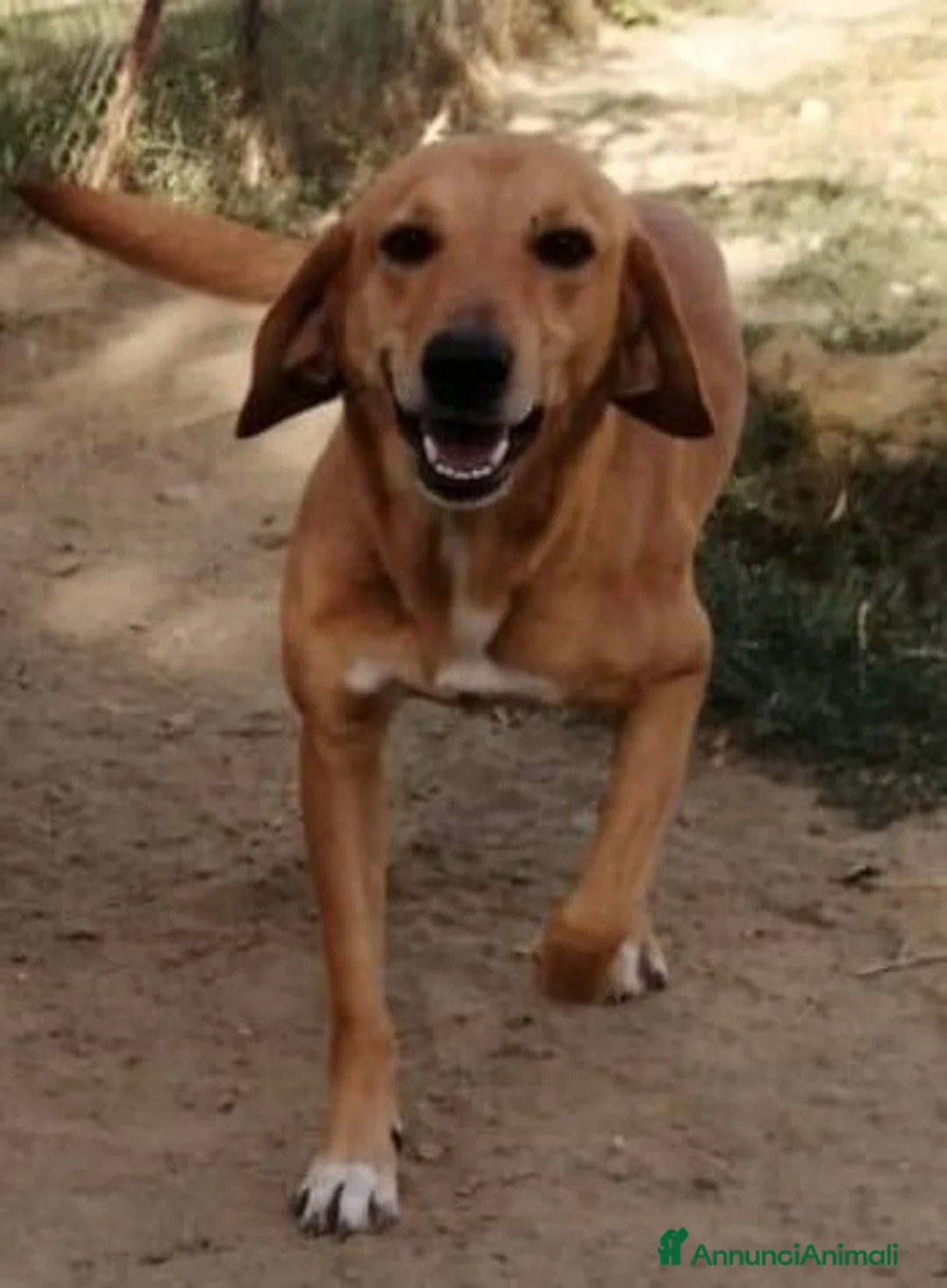 Meticcio cani in regalo: LUCIANO bel timidino rimasto solo a Provincia di Macerata - Annuncio 1