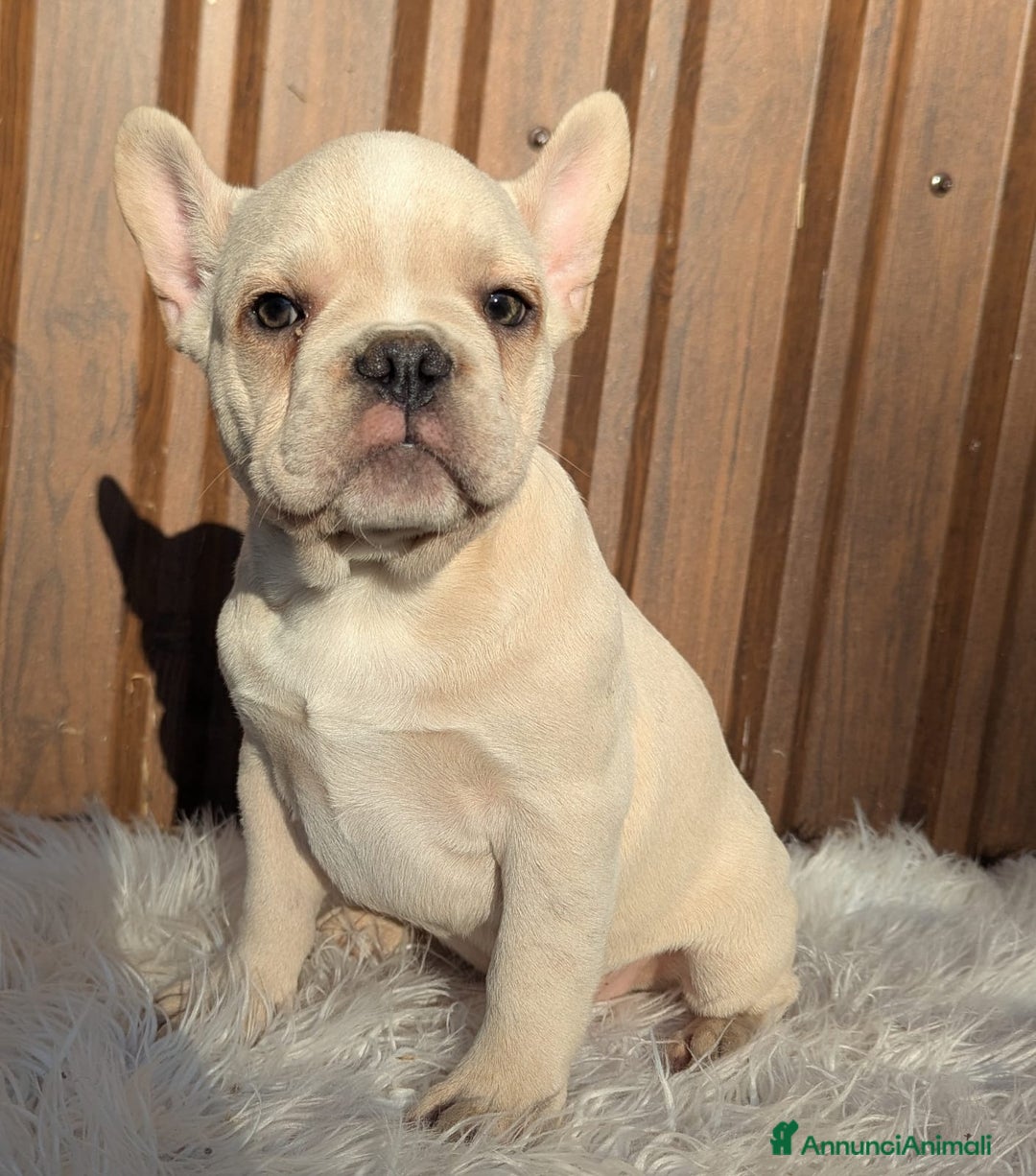 Bulldog Francese cani in vendita: Bulldog francesi blu merle - Annuncio 3