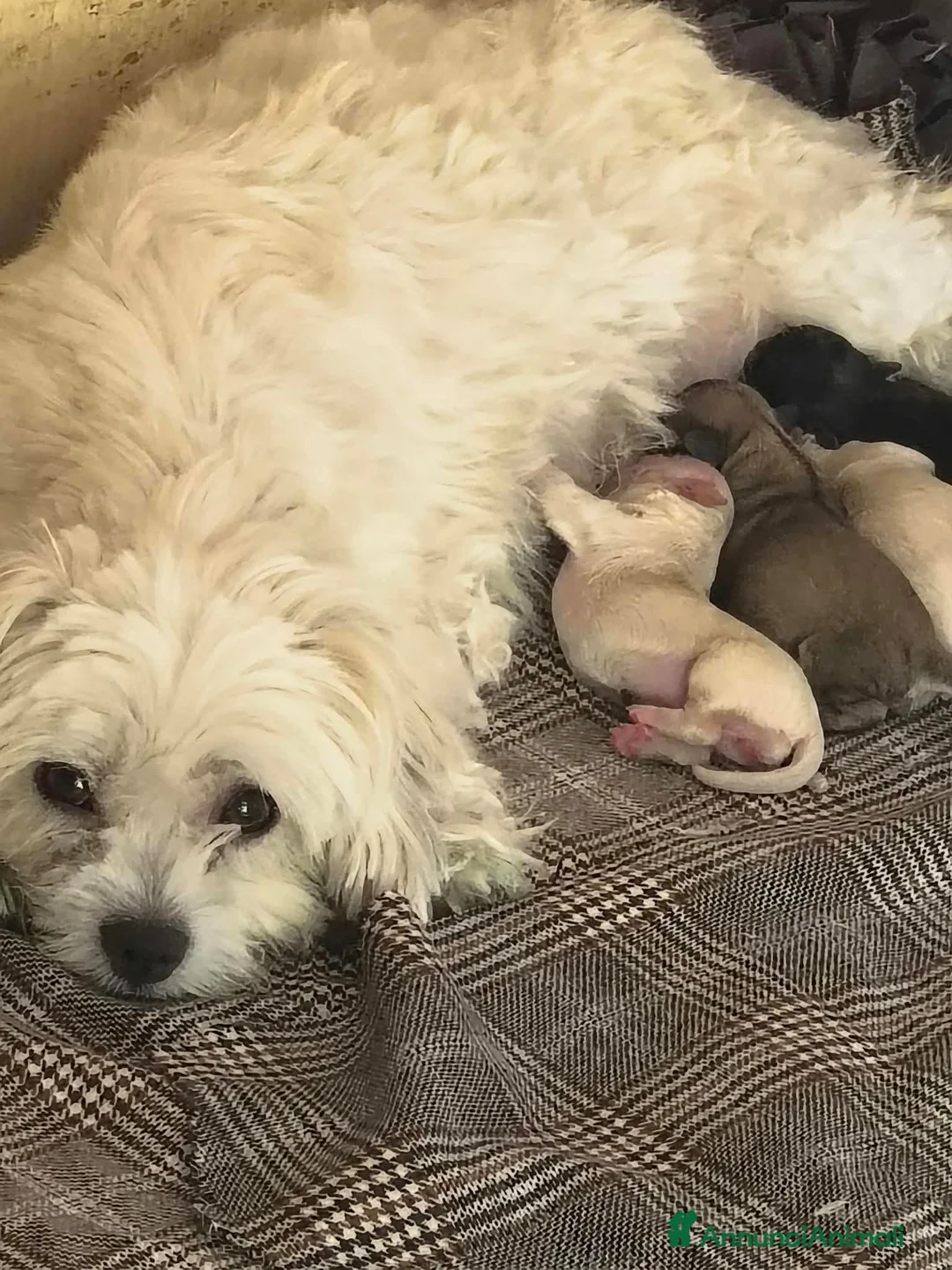 Maltipoo cani in vendita: Maltipo  - Annuncio 5