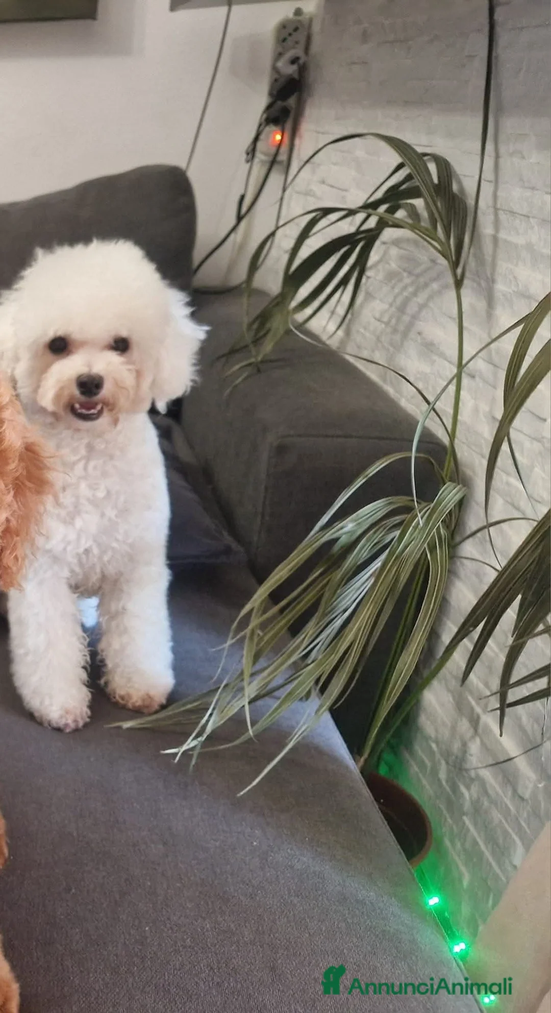 Barboncino Toy cani in vendita: LANA. - Annuncio 1
