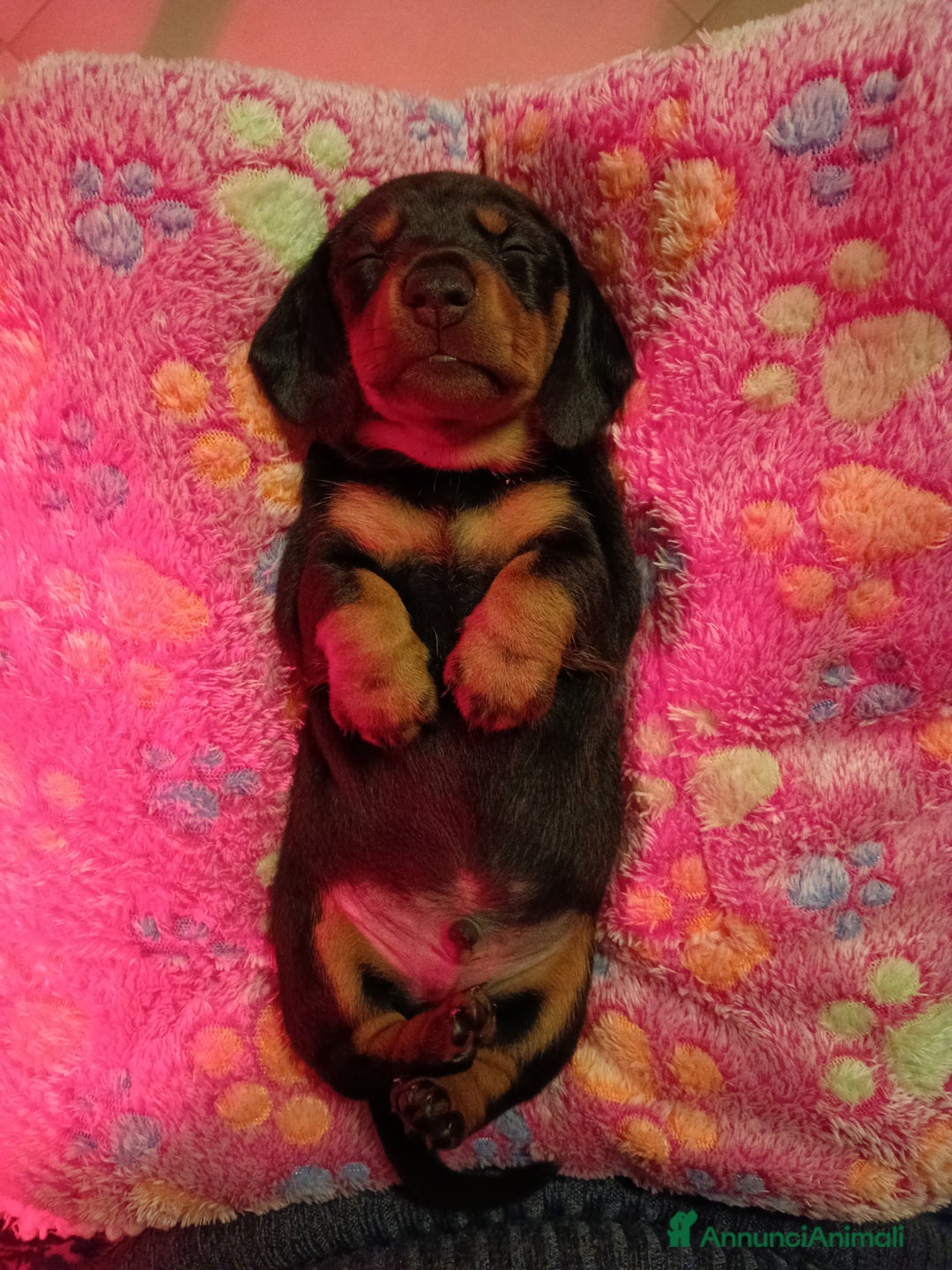 Bassotto cani in vendita: Bassotti Tedeschi Nani a Pelo Corto-Pedigree  - Annuncio 8