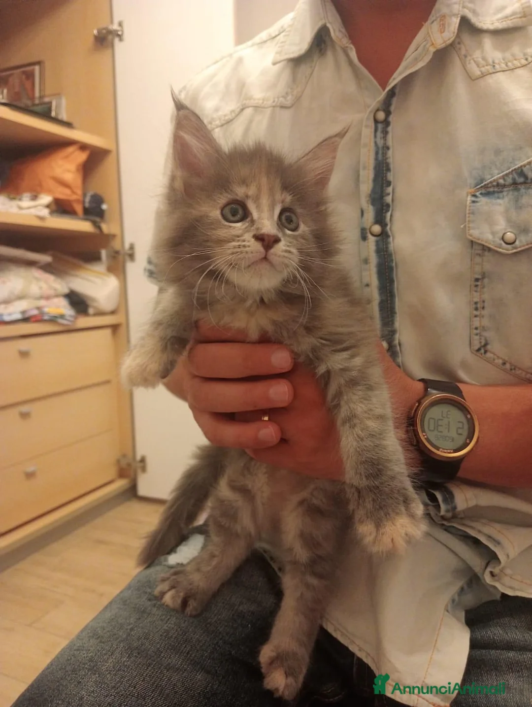 Maine Coon gatti in vendita: Ultima gattina - Annuncio 2