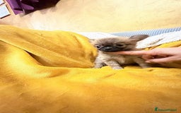 Chihuahua cani in vendita: Cuccioli di chihuahua  a Provincia di Frosinone - Immagine 4