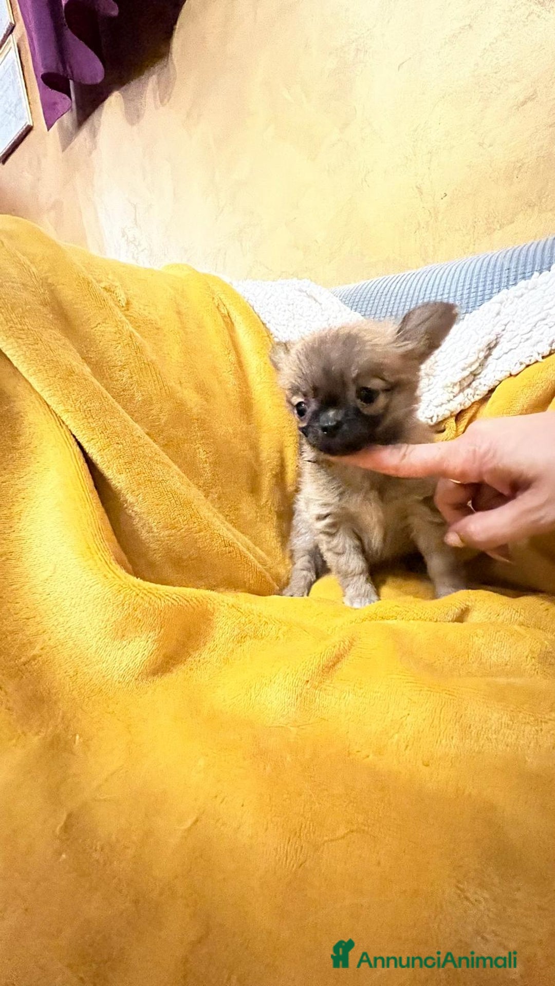 Chihuahua cani in vendita: Cuccioli di chihuahua  a Provincia di Frosinone - Immagine 4