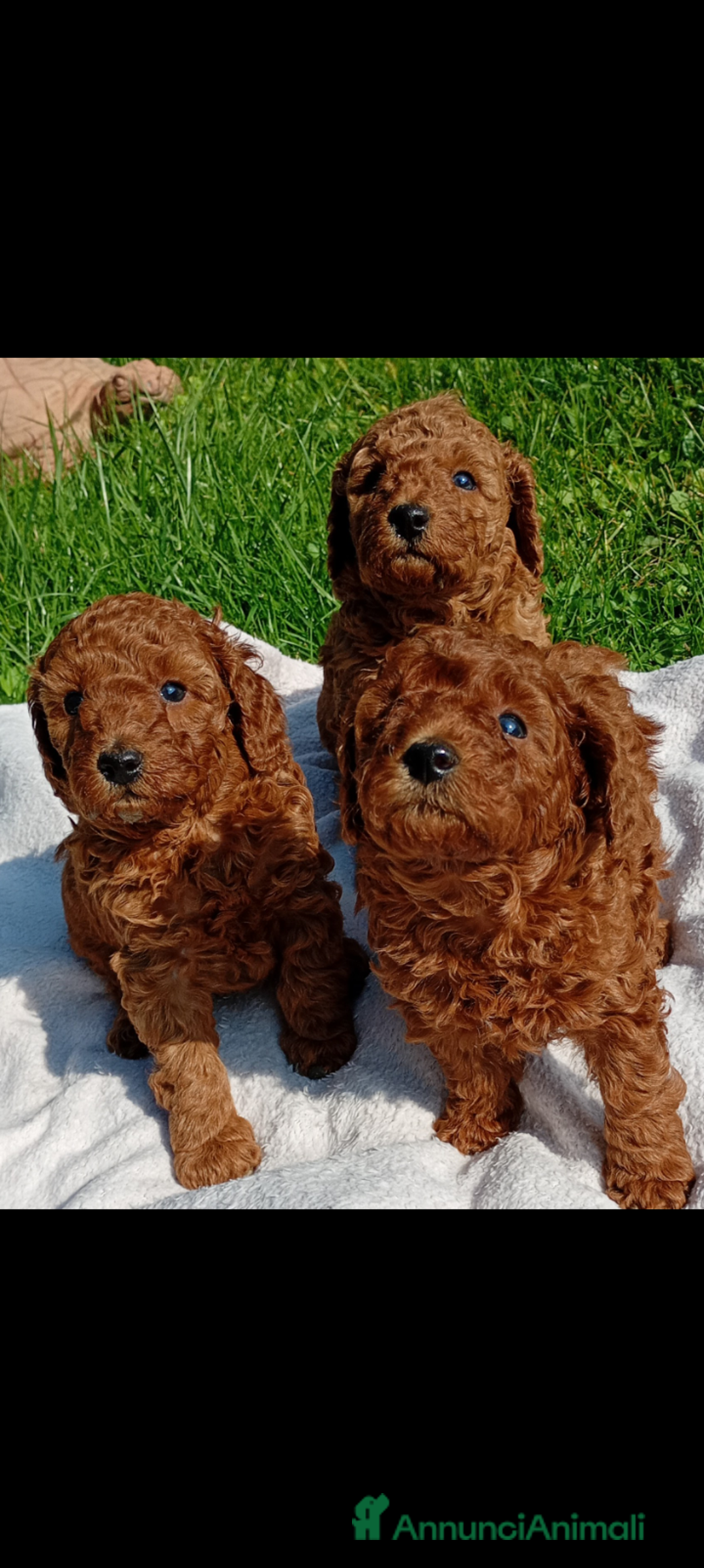 Barboncino Toy cani in vendita: Barboncini Toy Red  - Annuncio 2