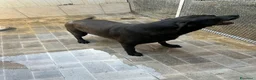 Labrador cani in regalo: Neve, Labrador femmina in Canile - Annuncio 6