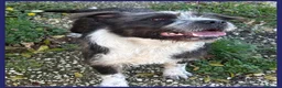 Meticcio cani in regalo: ROCCO bellissimo e pieno di vita urgente - Annuncio 2