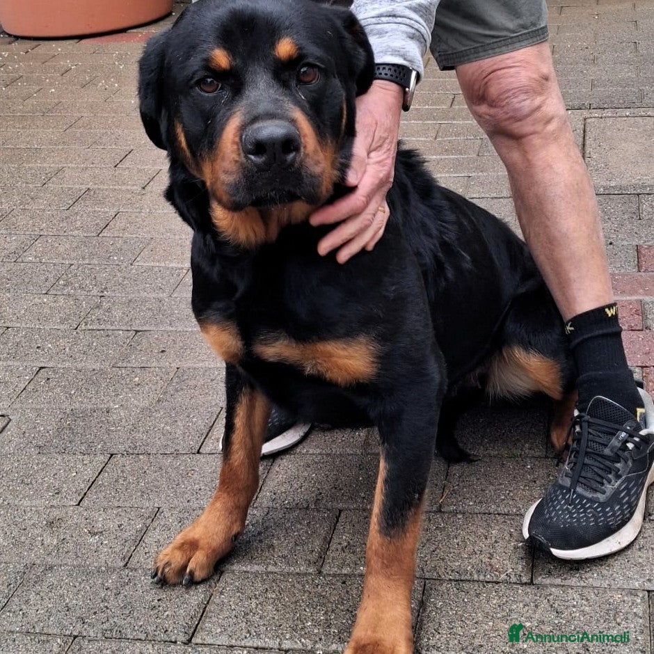 Rottweiler cani LUNA ROTTWEILER - Annuncio 1
