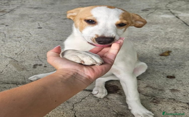 Meticcio cani a Provincia di Varese - Annuncio 10