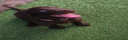Flat Coated cani in vendita: Cuccioli flat coated retriever  - Annuncio 11