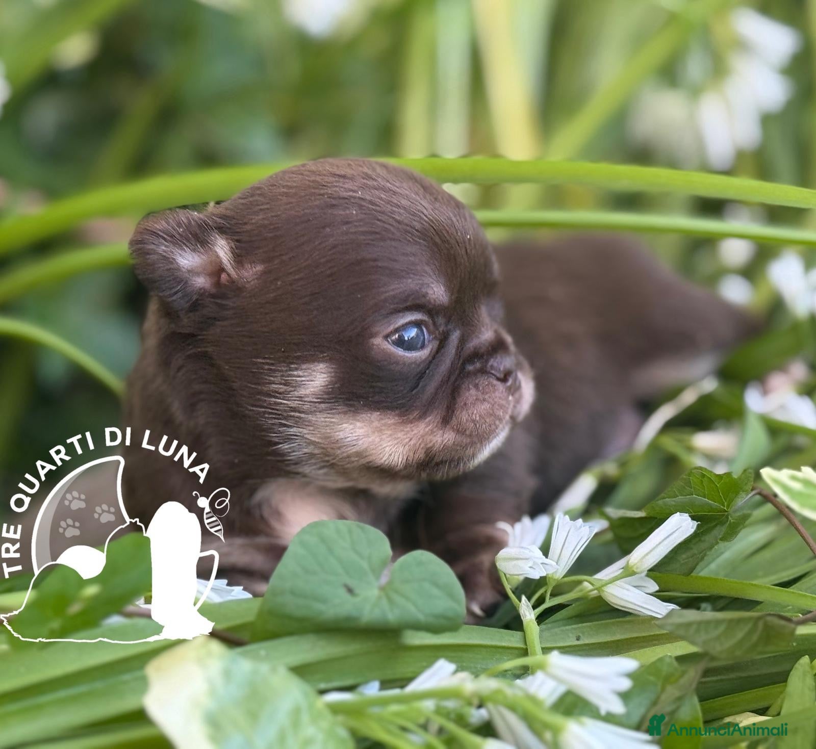 Chihuahua cani Chihuahua Trequartidiluna - Annuncio 9