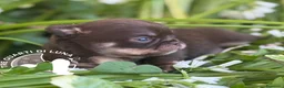 Chihuahua cani in vendita: Chihuahua Trequartidiluna - Annuncio 1