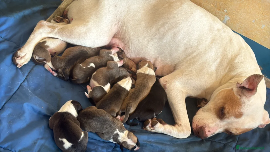 Pitbull cani in vendita: Pittbul a Città Metropolitana di Torino - Annuncio 1