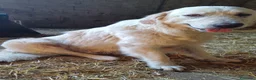 Pastore Maremmano cani in vendita: Cuccioli Pastore maremmano/abruzzese - Annuncio 8