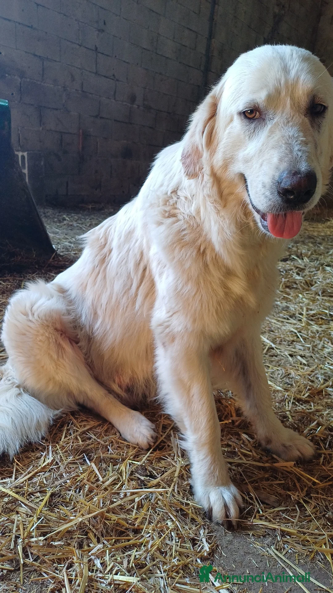 Pastore Maremmano cani in vendita: Cuccioli Pastore maremmano/abruzzese - Annuncio 8