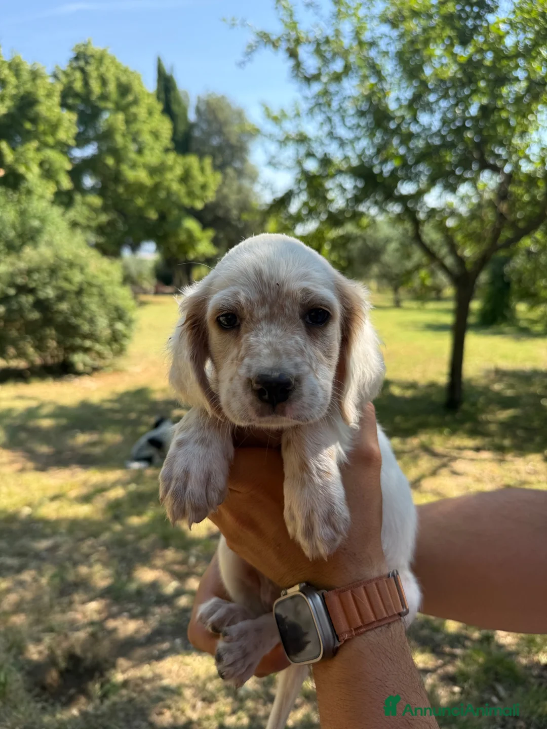 Setter Inglese cani in vendita: Setter inglese  - Annuncio 3