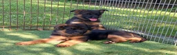 Pastore Tedesco cani in vendita: cuccioli di pastore tedesco - Annuncio 2