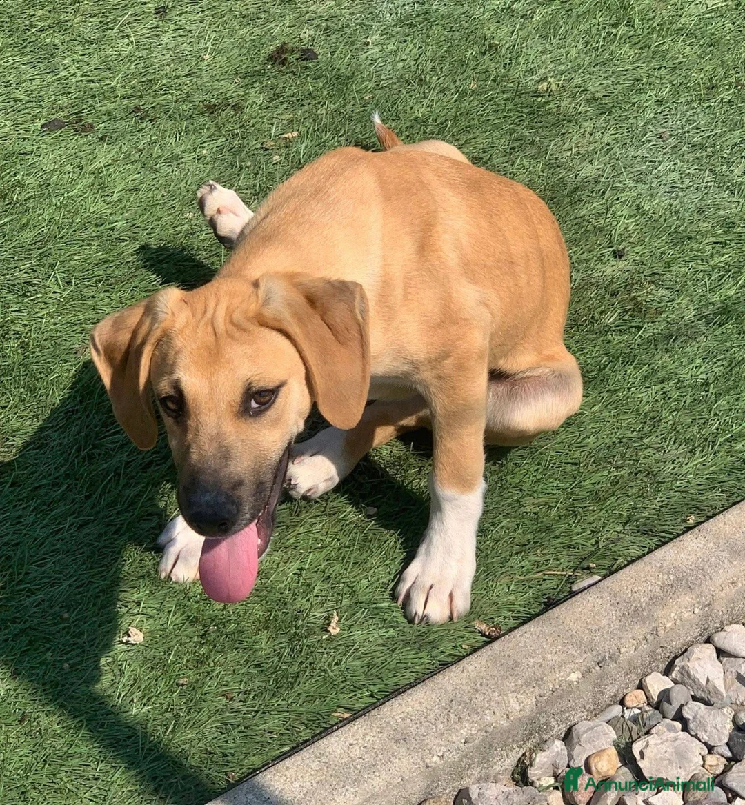 Meticcio cani in regalo: Frank dolcissimo cucciolo caffellatte a Lecco - Annuncio 5