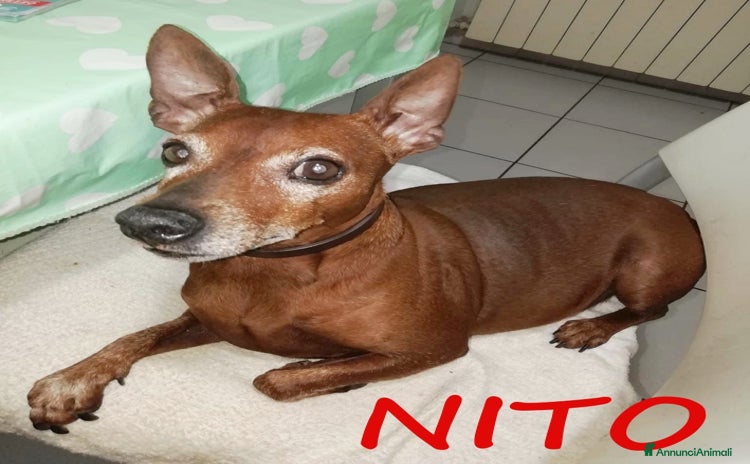 Pinscher Tedesco cani - Annuncio 1