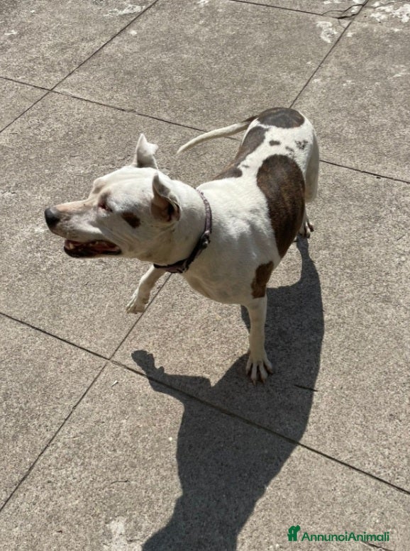 Pitbull cani Pitbull femmina 4/5anni ha xso 1occhietto.CREMONA - Annuncio 2