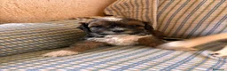 Shihpoo cani in vendita: Cuccioli di shih-poo - Annuncio 1