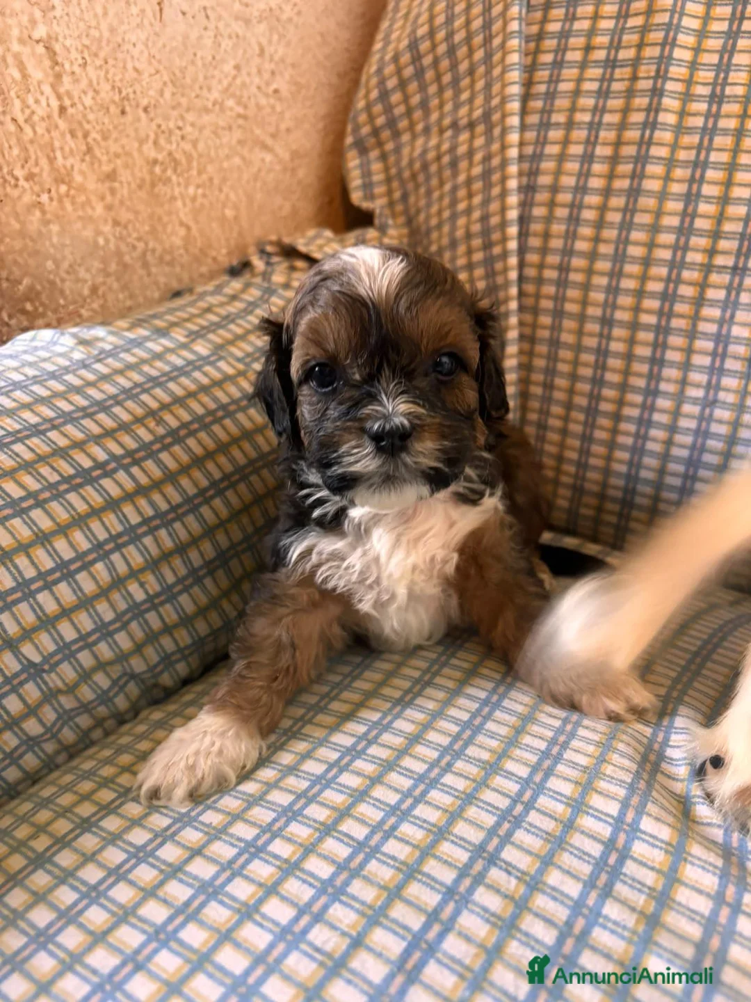 Shihpoo cani in vendita: Cuccioli di shih-poo - Annuncio 1