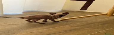 Sphynx Gattino 5