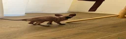 Sphynx gatti in vendita: Cuccioli di Sphynx a Provincia di Cuneo - Annuncio 8