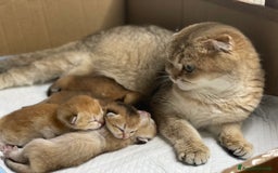 Scottish gatti in vendita: Scottish Fold - Immagine 3