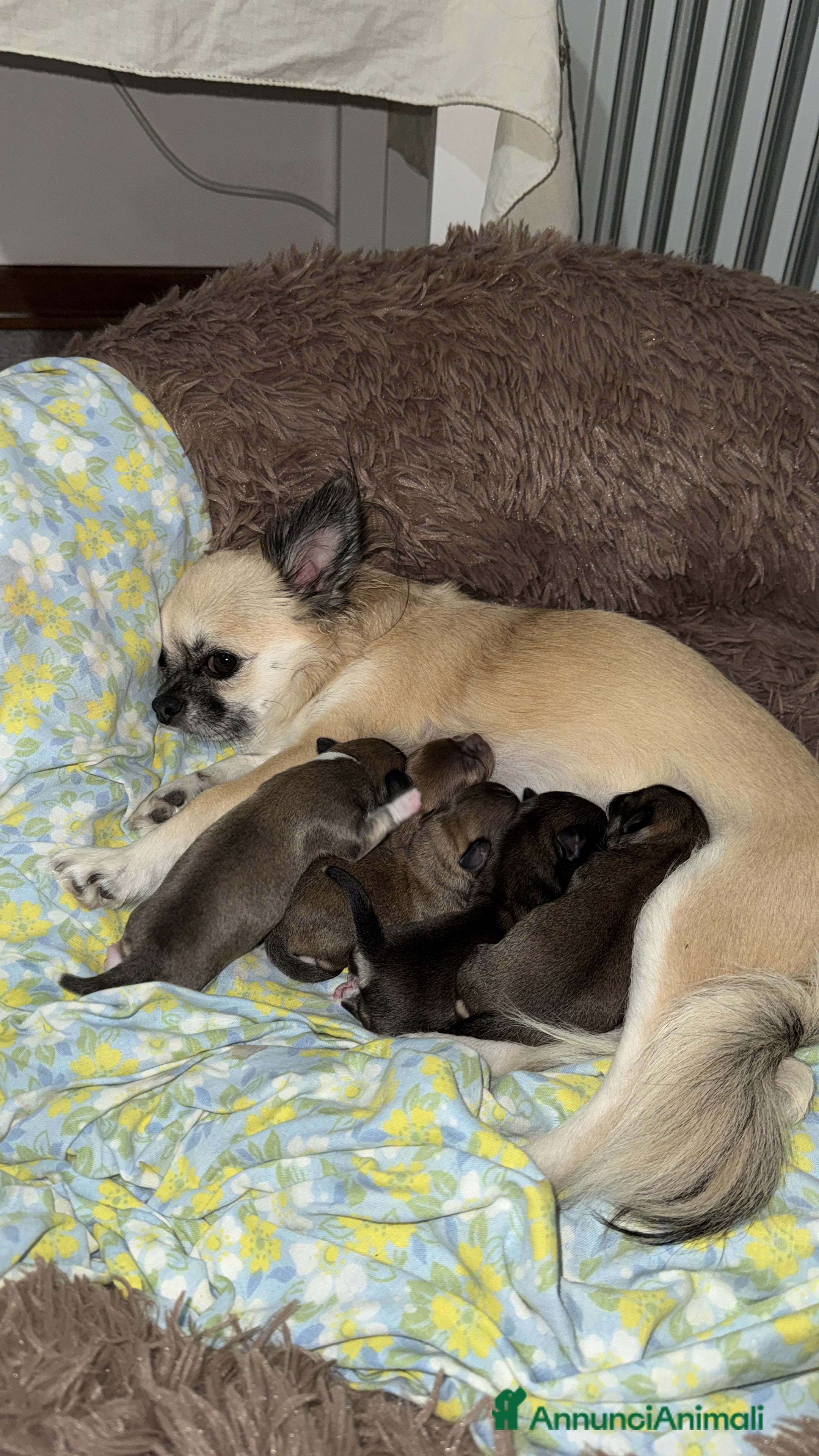 Chihuahua cani Chihuahua pelo lungo - Annuncio 6