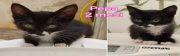 Meticcio gatti in regalo: TANTI MICINI SOLI! a Provincia di Vicenza - Annuncio 3