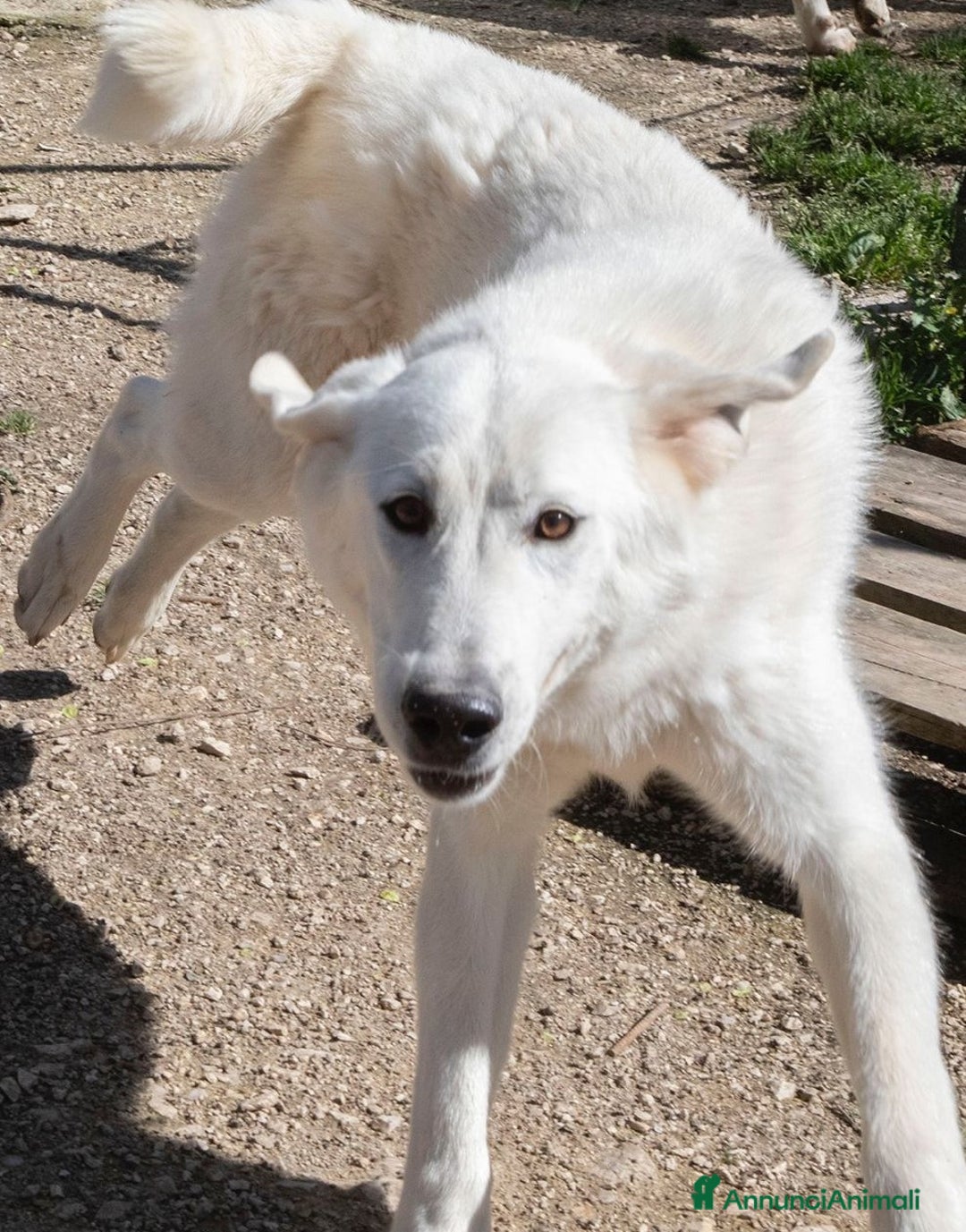 Meticcio cani in regalo: DEMYR : DOLCE E GIOCHERELLONE a Provincia di Pavia - Annuncio 2