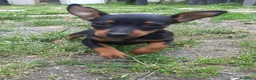 Pinscher Miniatura cani in vendita: Cucciola di Zwergpinscher , Pincher  - Annuncio 5