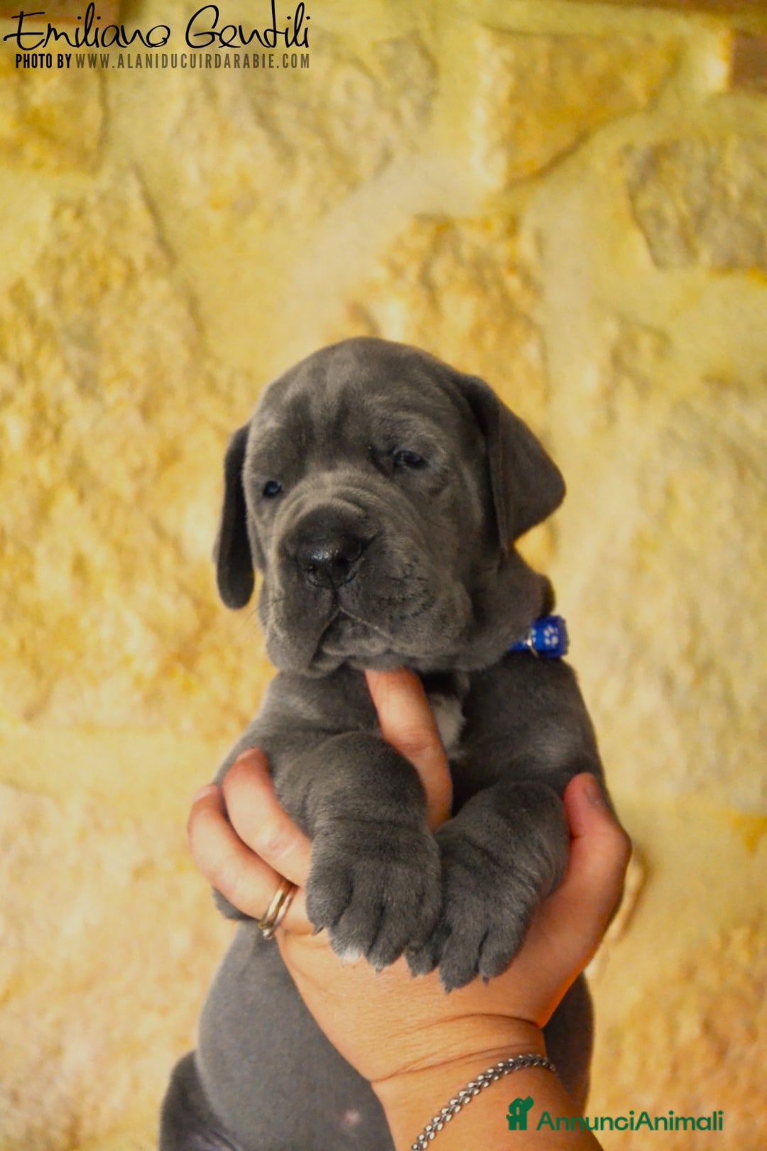 Alano cani in vendita: Cuccioli alani blu - Immagine 5