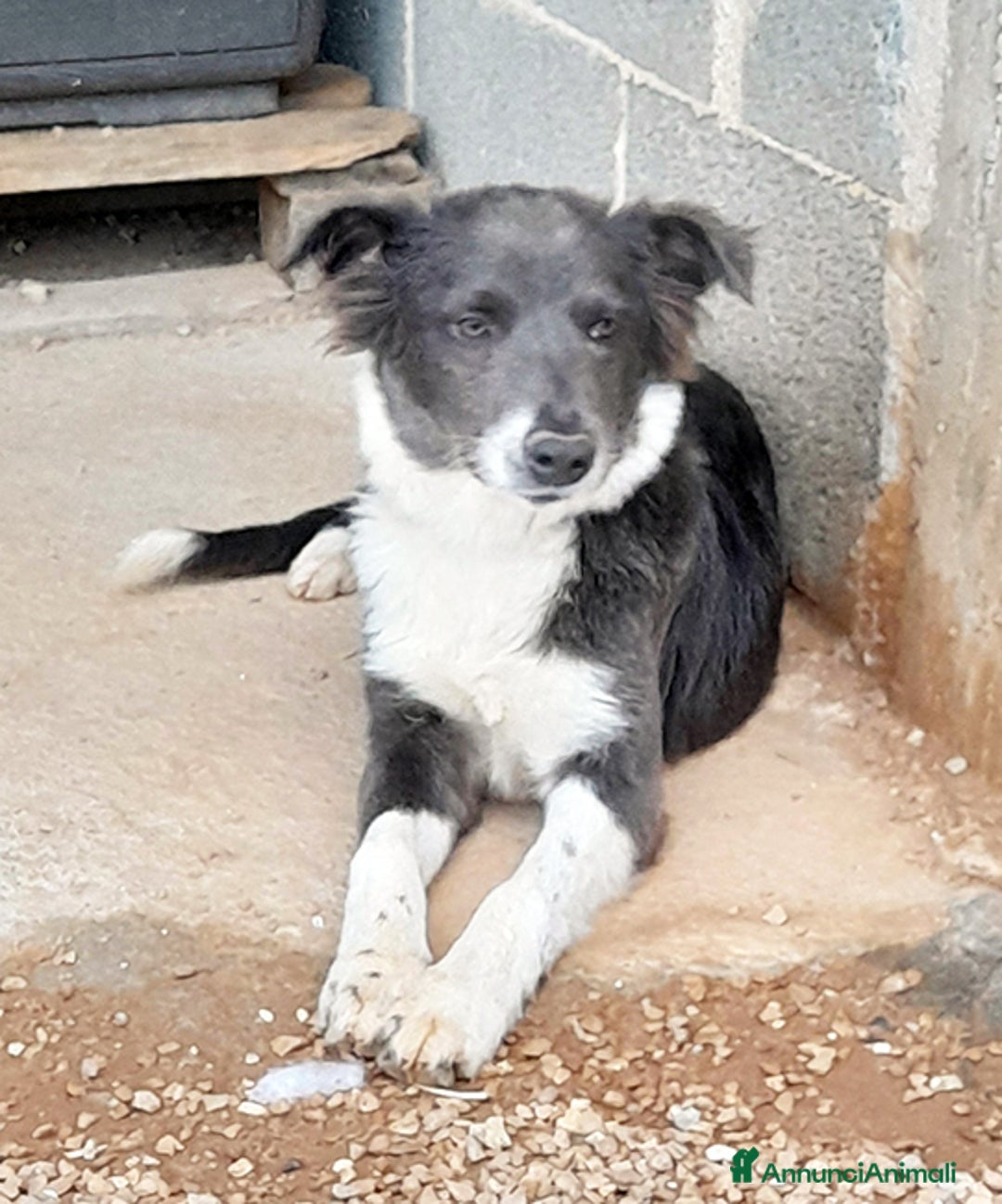 Meticcio cani in regalo: Dylan cucciolo in adozione - Annuncio 6