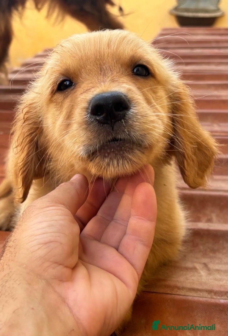 Golden Retriever cani Golden Retriever americani - Annuncio 8