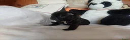 Bulldog Francese cani in vendita: Cucciolo bulldog francesi Pedigree ENCI a Provincia di Vercelli - Annuncio 6