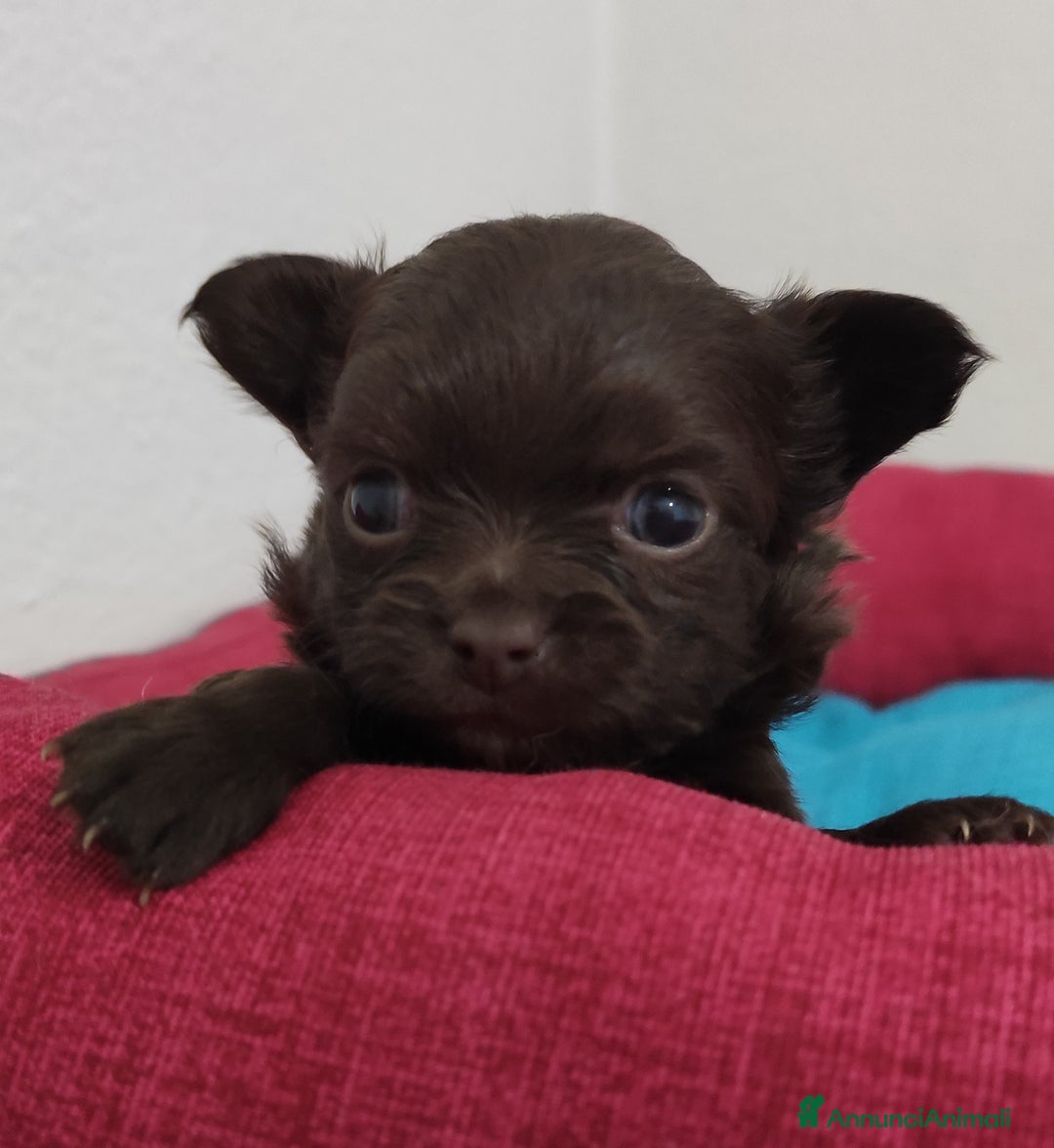 Chihuahua cani in vendita: Cuccioli di chihuahua a pelo lungo - Immagine 11