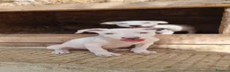 American Staffordshire cani in vendita: Allevamento American Staffordshire Terrier Puglia  - Annuncio 5