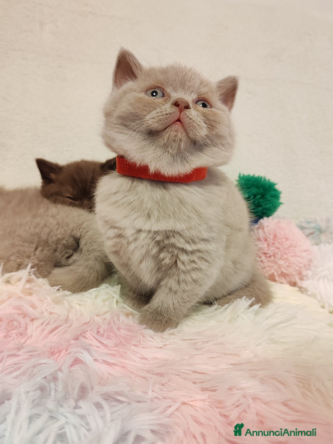 Scottish gatti in vendita: British S. straight femmina - Annuncio 11