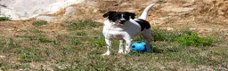 Meticcio cani in regalo: Pedro 2 anni,merita una famiglia - Annuncio 5