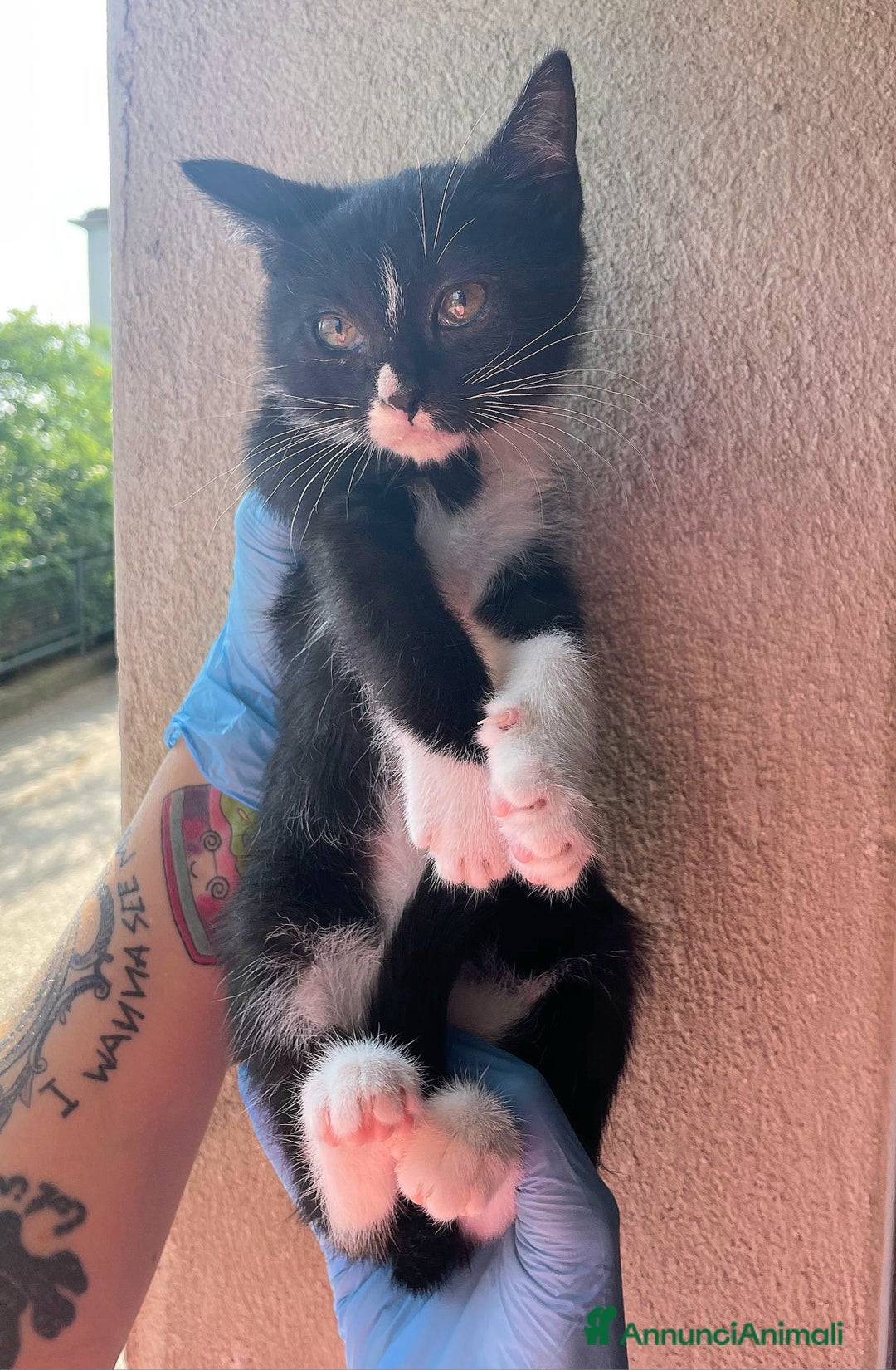 Meticcio gatti in regalo: Lady gattina di 2 mesi  a Provincia di Teramo - Immagine 4